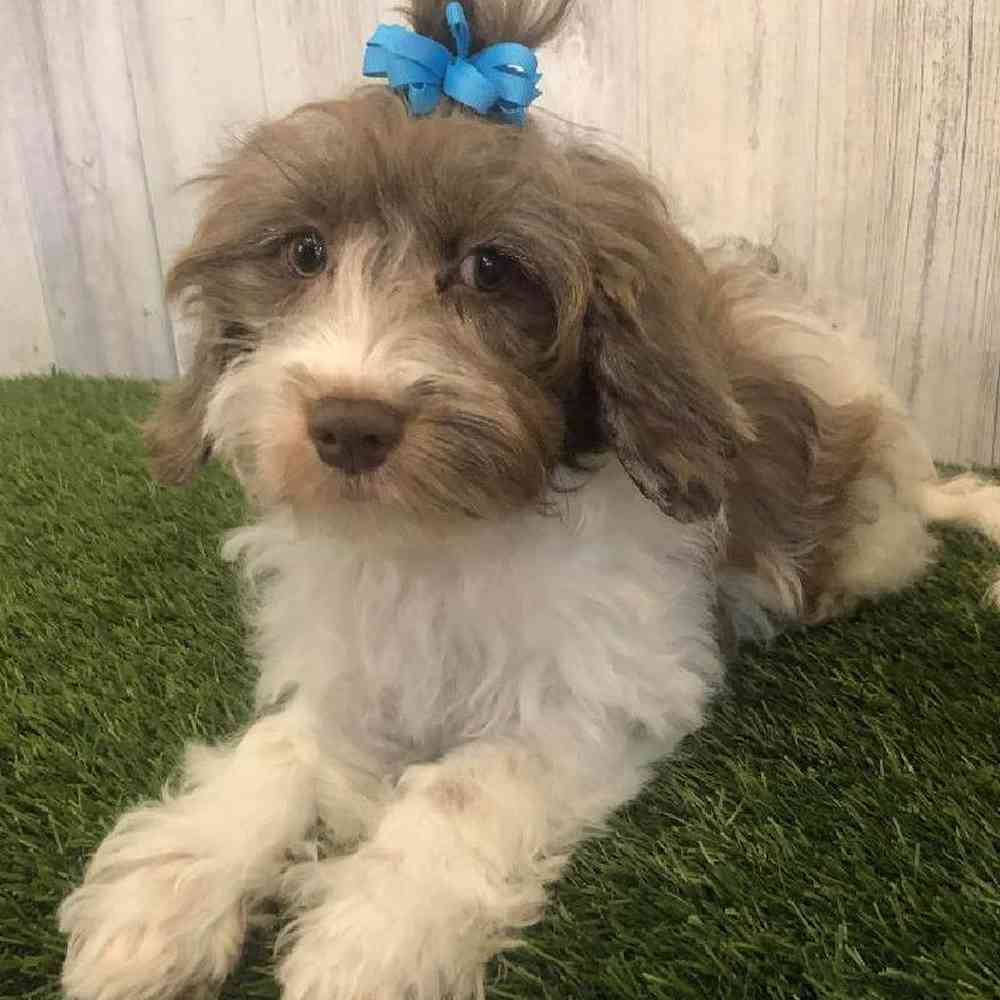 Female Cockapoo Puppy for sale