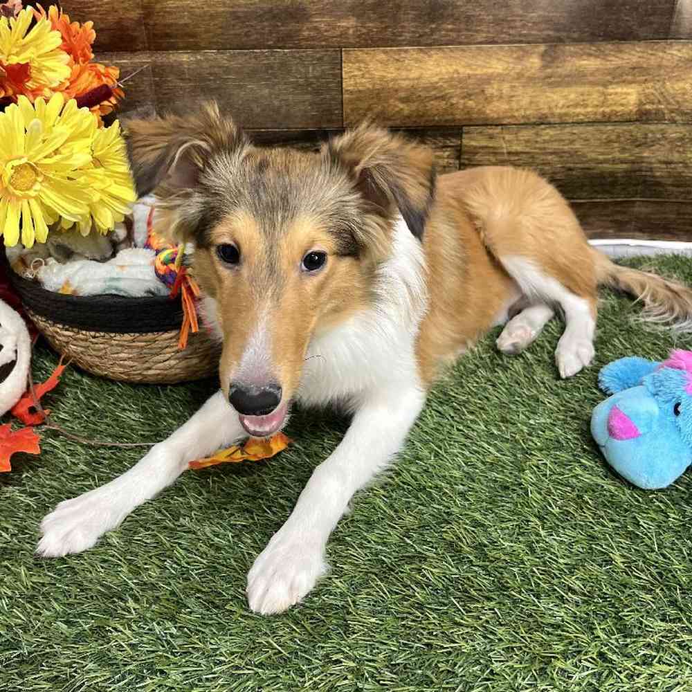 Male Shetland Sheepdog Puppy for Sale in Saugus, MA