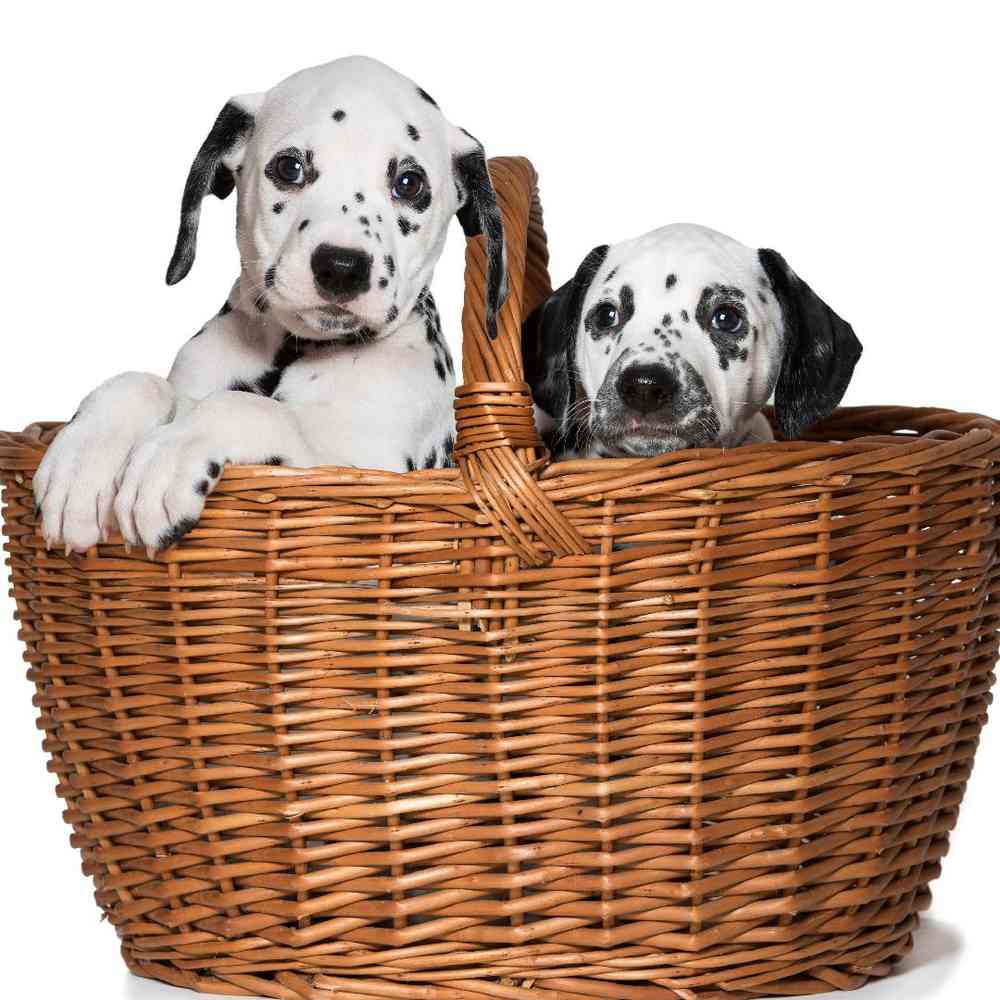 Dalmatian Puppies for Sale