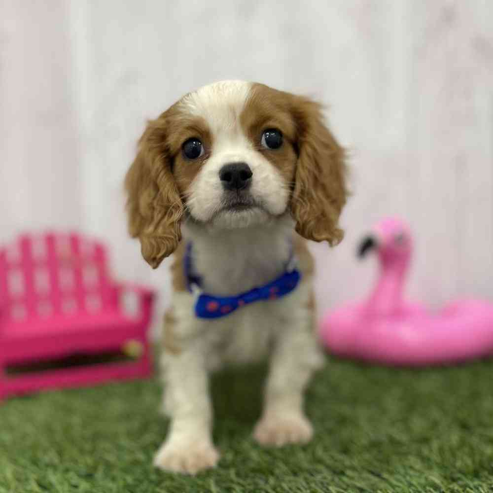 Male Cavalier King Charles Spaniel Puppy for Sale in Braintree, MA