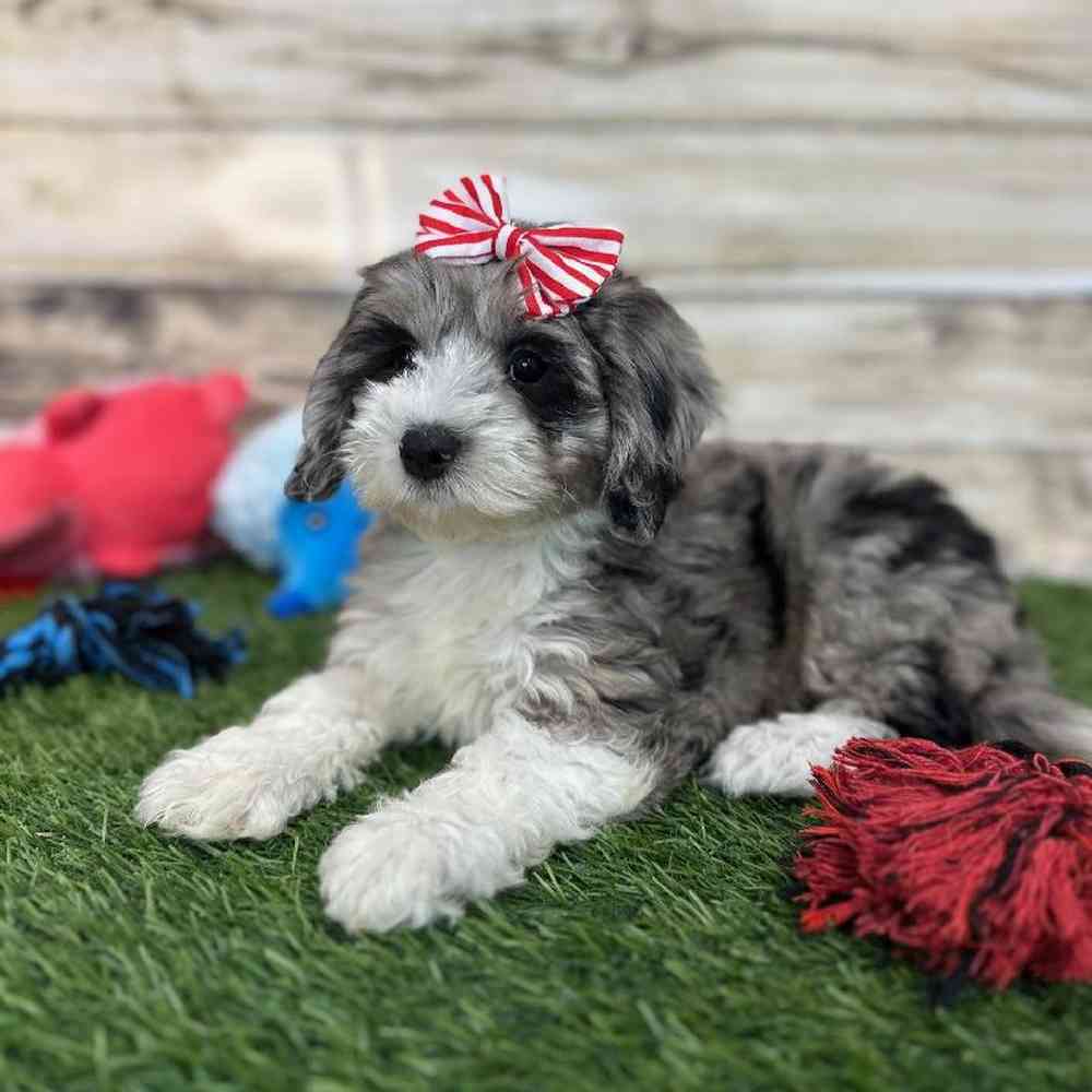 Female Mini Sheepadoodle 2nd Gen Puppy for Sale in Saugus, MA