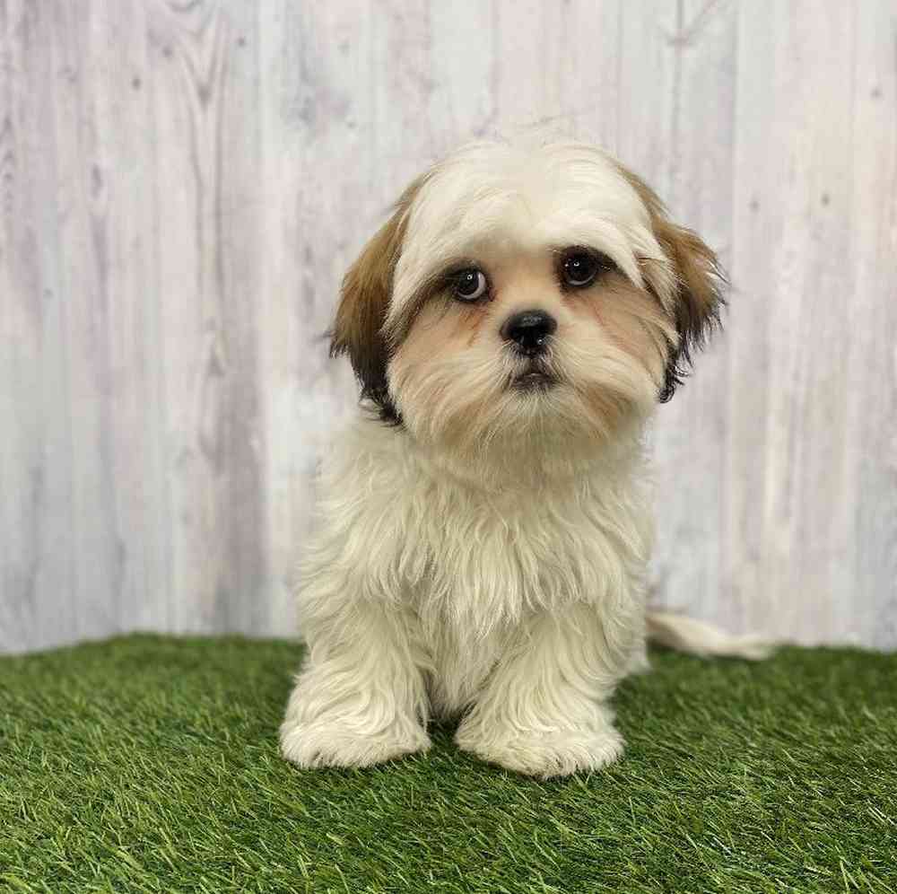 Male Shih Tzu Puppy for Sale in Saugus, MA