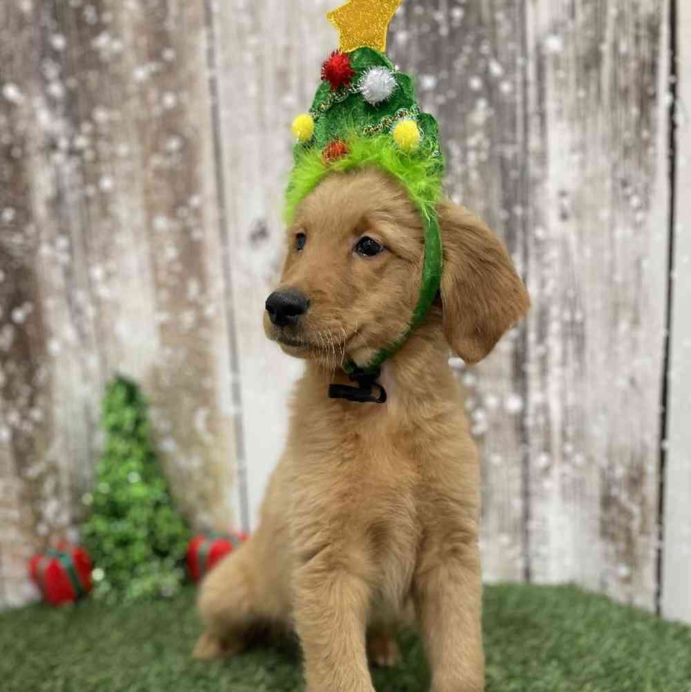 Male Golden Retriever Puppy for Sale in Braintree, MA