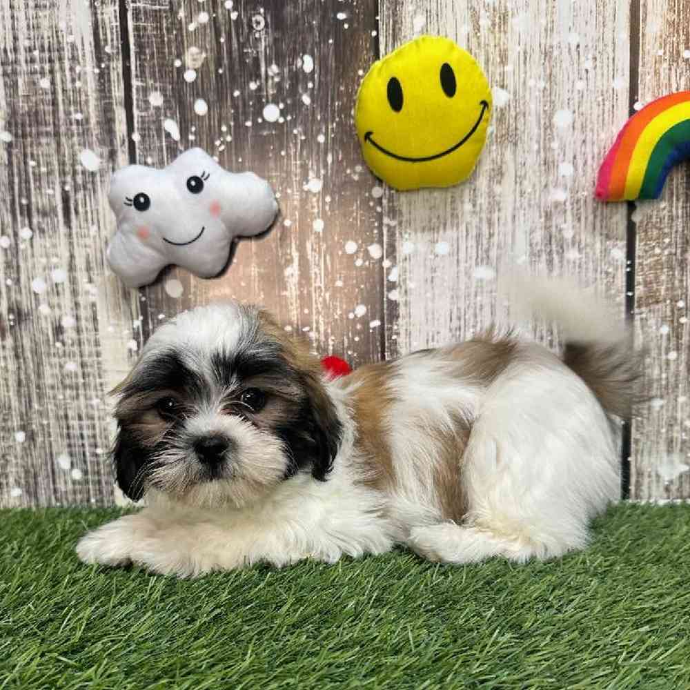Hava Tzu For Sale Pet Express Saugus
