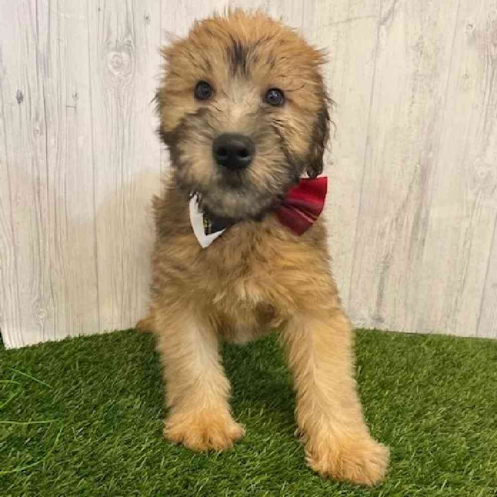 Male Soft Coated Wheaten Terrier Puppy for sale