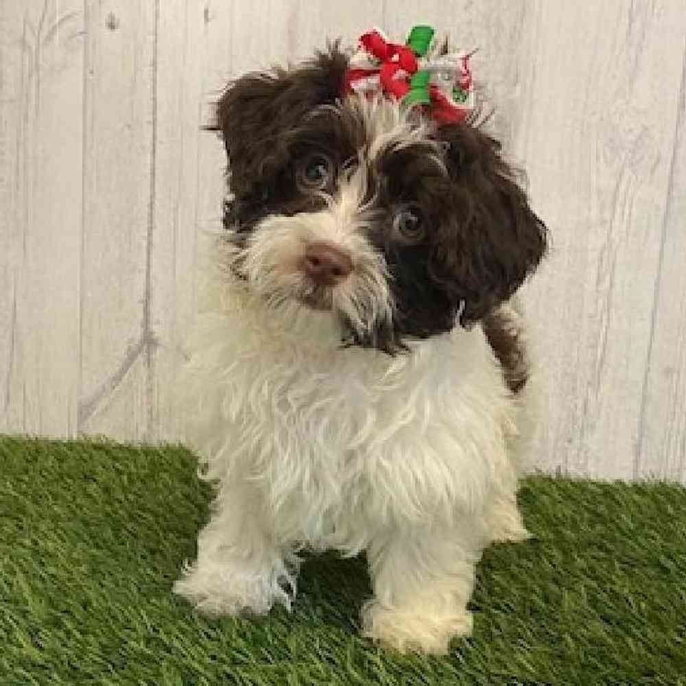 Female Havanese Puppy for sale