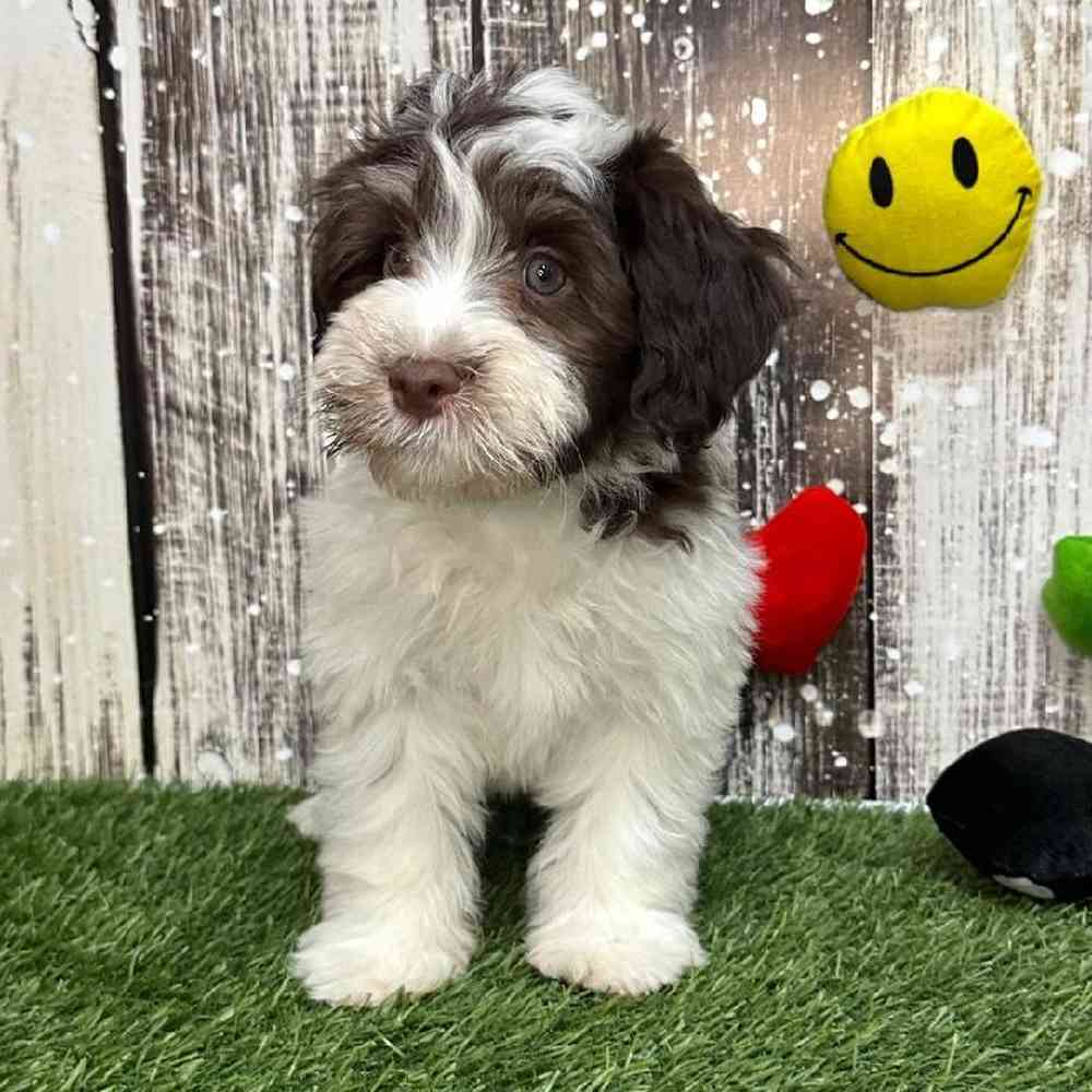 Male Havanese Puppy for Sale in Saugus, MA