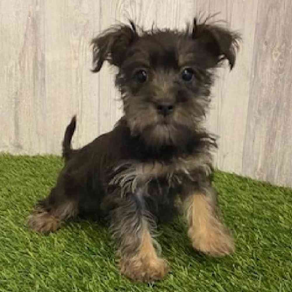 Female Schnorkie Puppy for sale