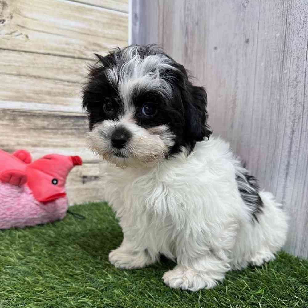 Female Shih-Poo Puppy for Sale in Saugus, MA