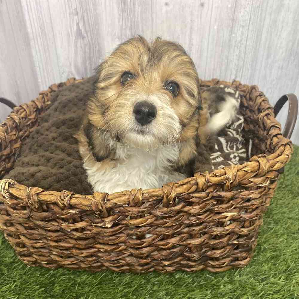 Male Doxie-Poo Puppy for Sale in Saugus, MA