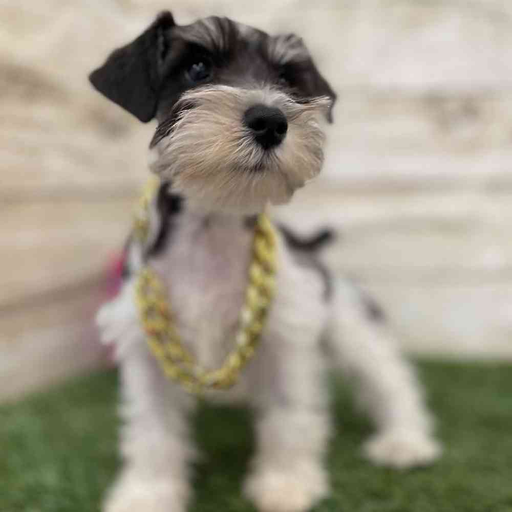 Male Miniature Schnauzer Puppy for Sale in Braintree, MA