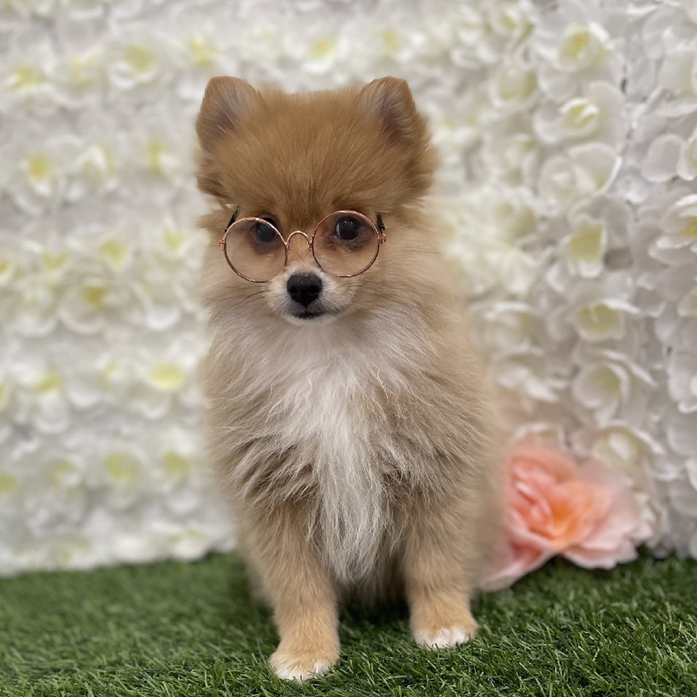 Female Pomeranian Puppy for Sale in Braintree, MA