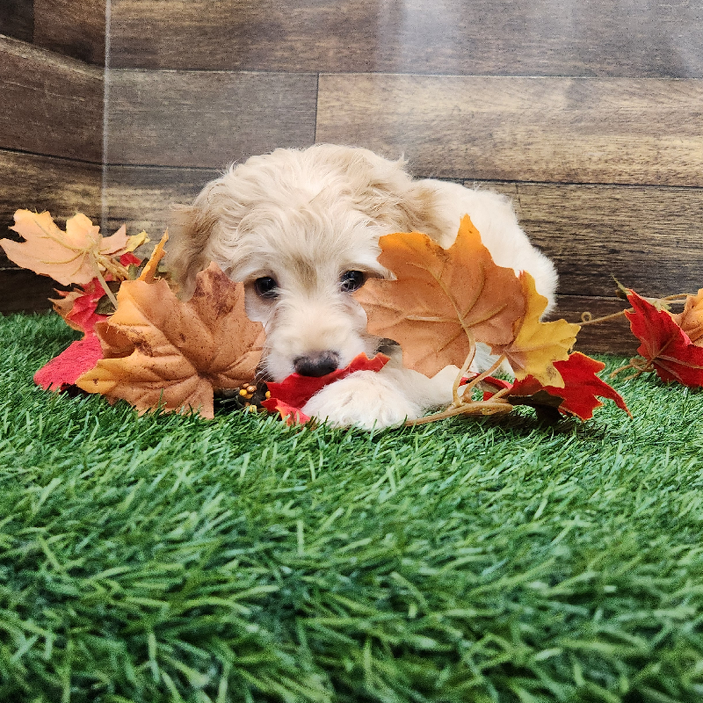 Male Cockapoo 2nd Gen Puppy for Sale in Braintree, MA