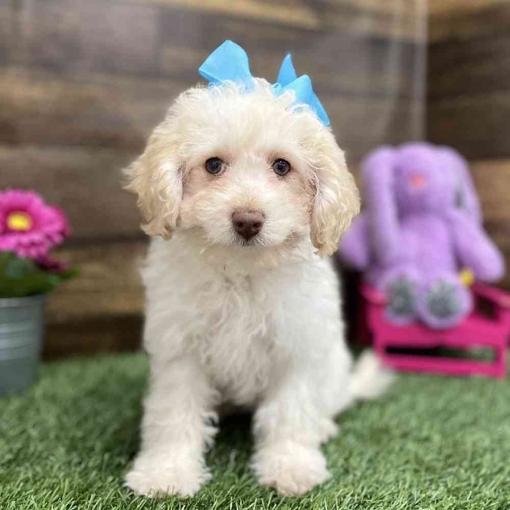 Female Cockapoo 2nd Gen Puppy for Sale in Braintree, MA