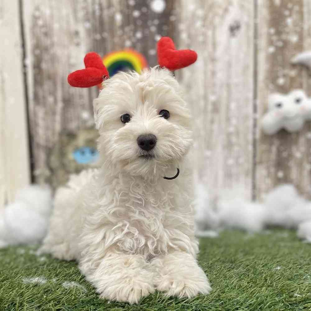 Female Mini Goldendoodle 2nd Gen Puppy for Sale in Braintree, MA