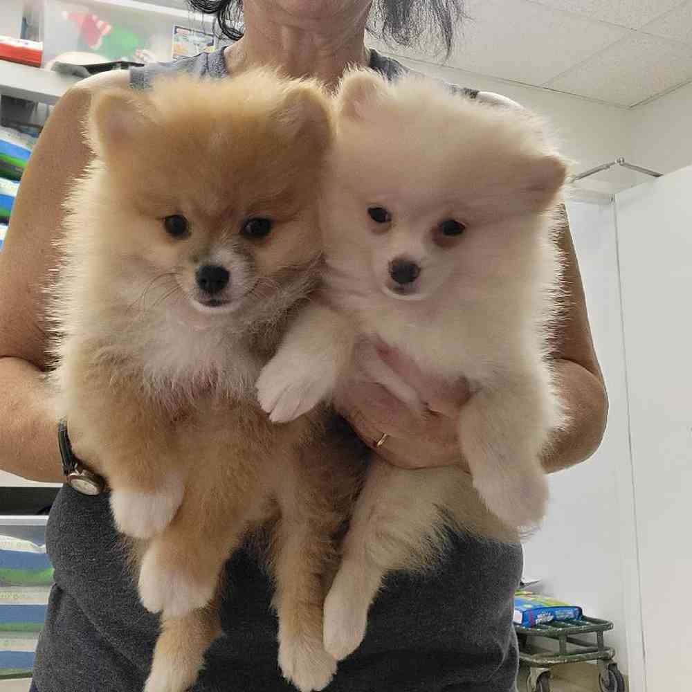 Female Pomeranian Puppy for Sale in Saugus, MA