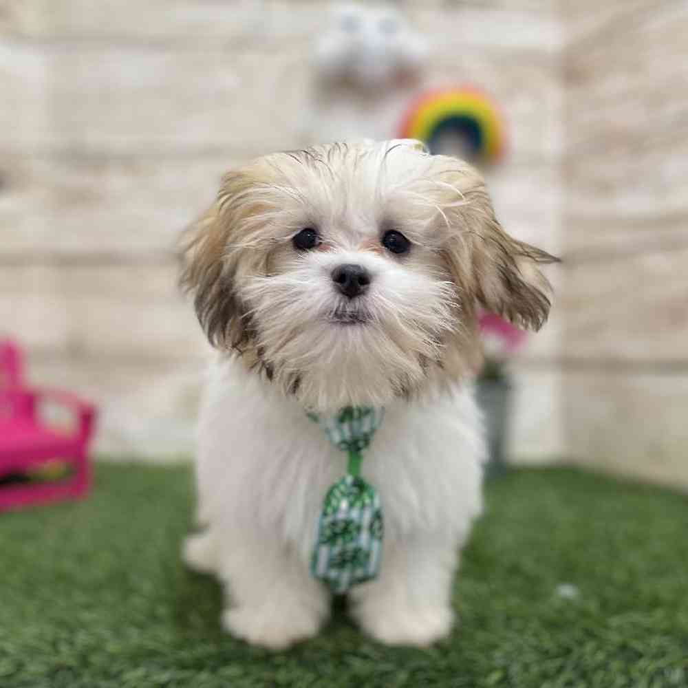 Male Malshi Puppy for Sale in Saugus, MA