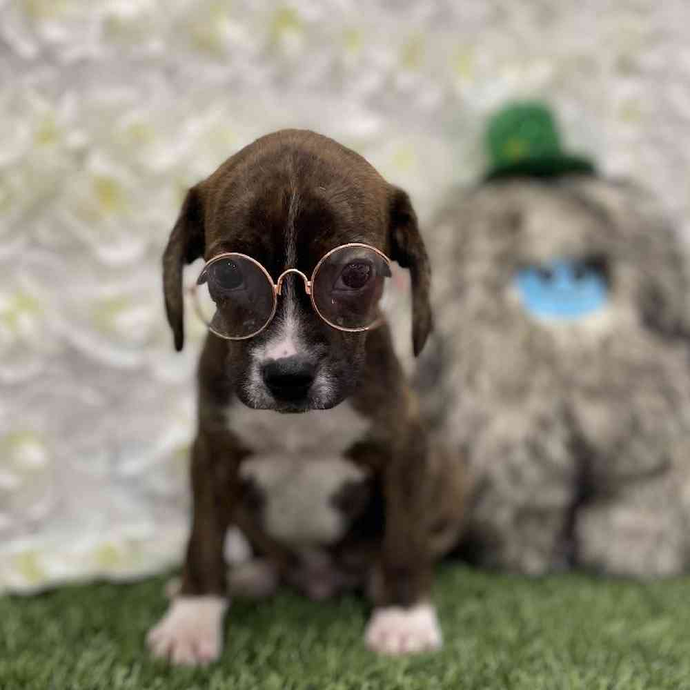 Male Boglen Terrier Puppy for Sale in Braintree, MA