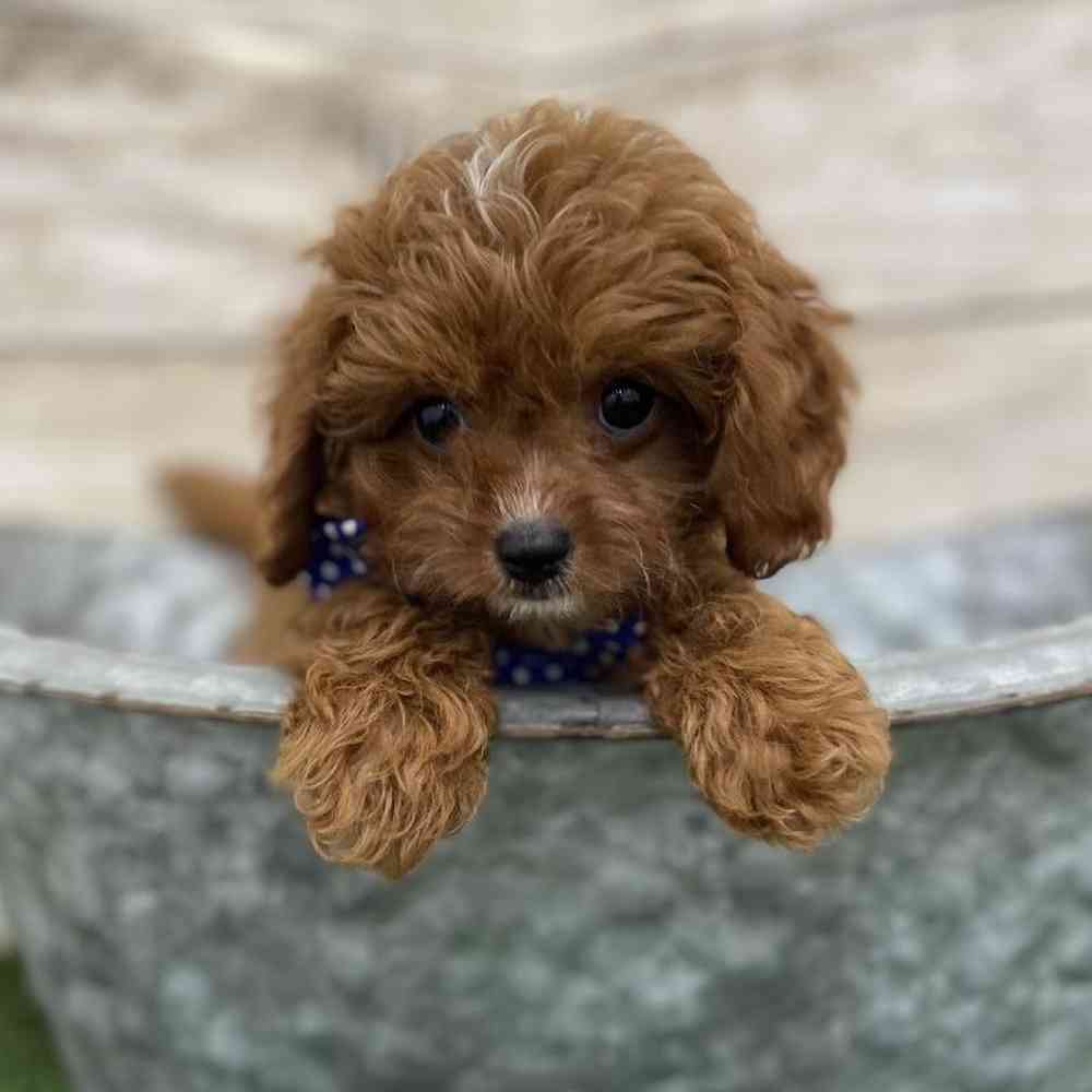 Male Cavapoo Puppy for Sale in Braintree, MA