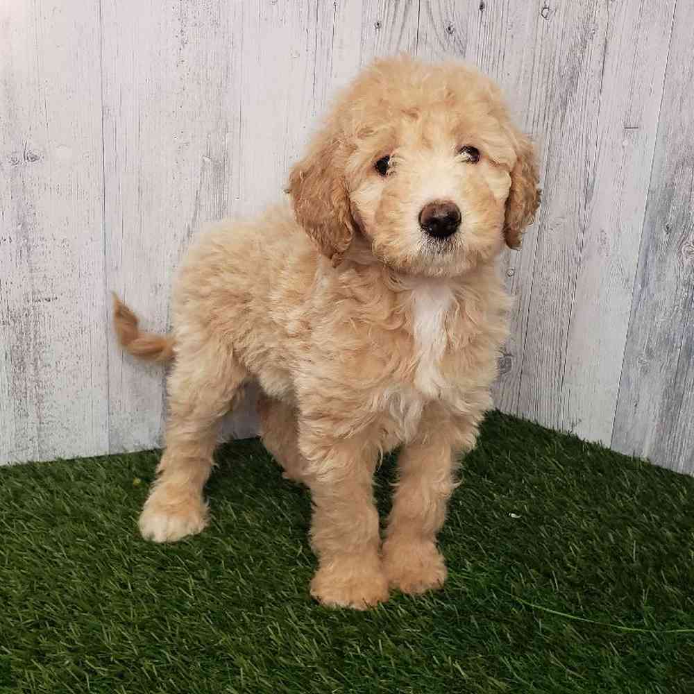 Female Mini Goldendoodle 2nd Gen Puppy for sale