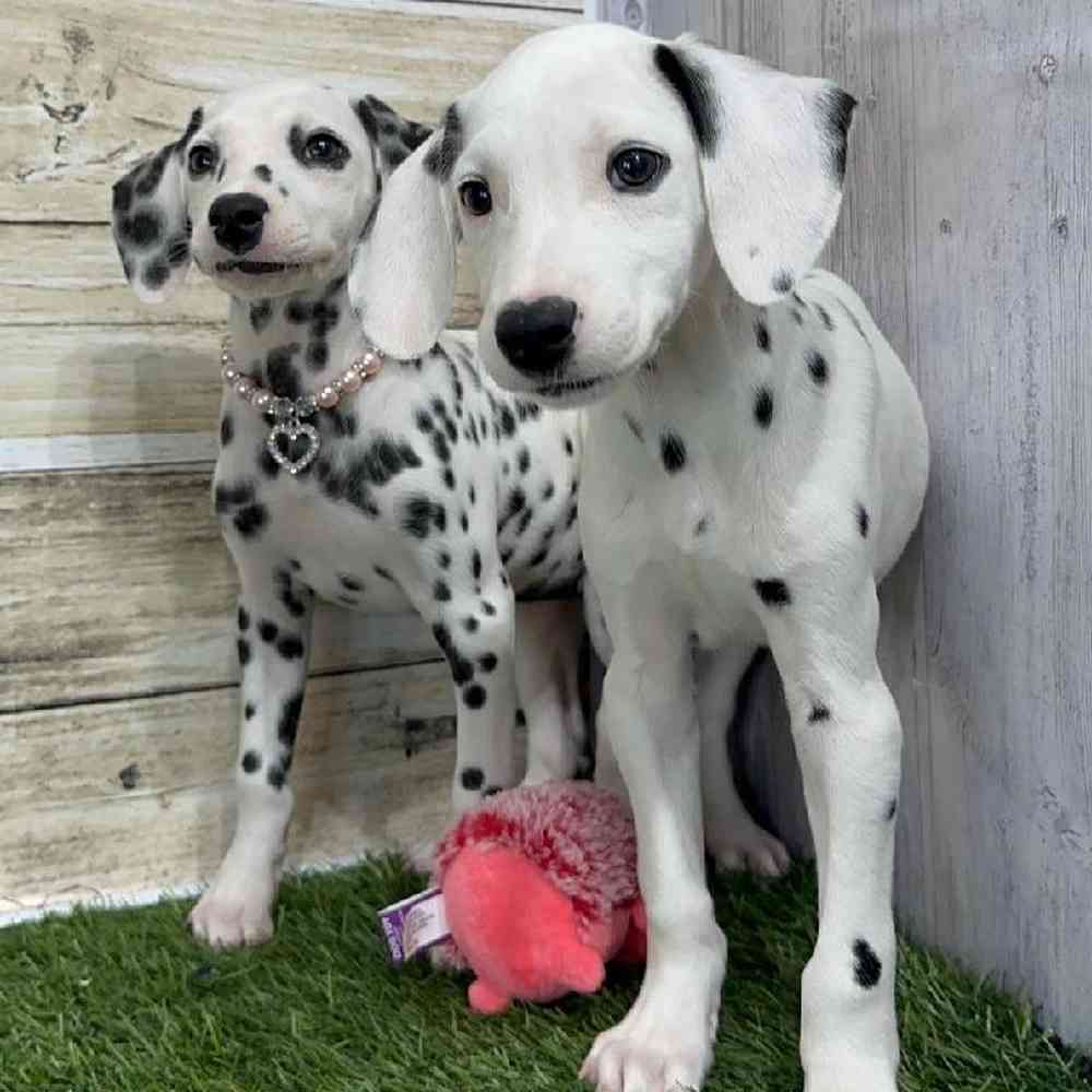 Female Dalmatian Puppy for Sale in Saugus, MA