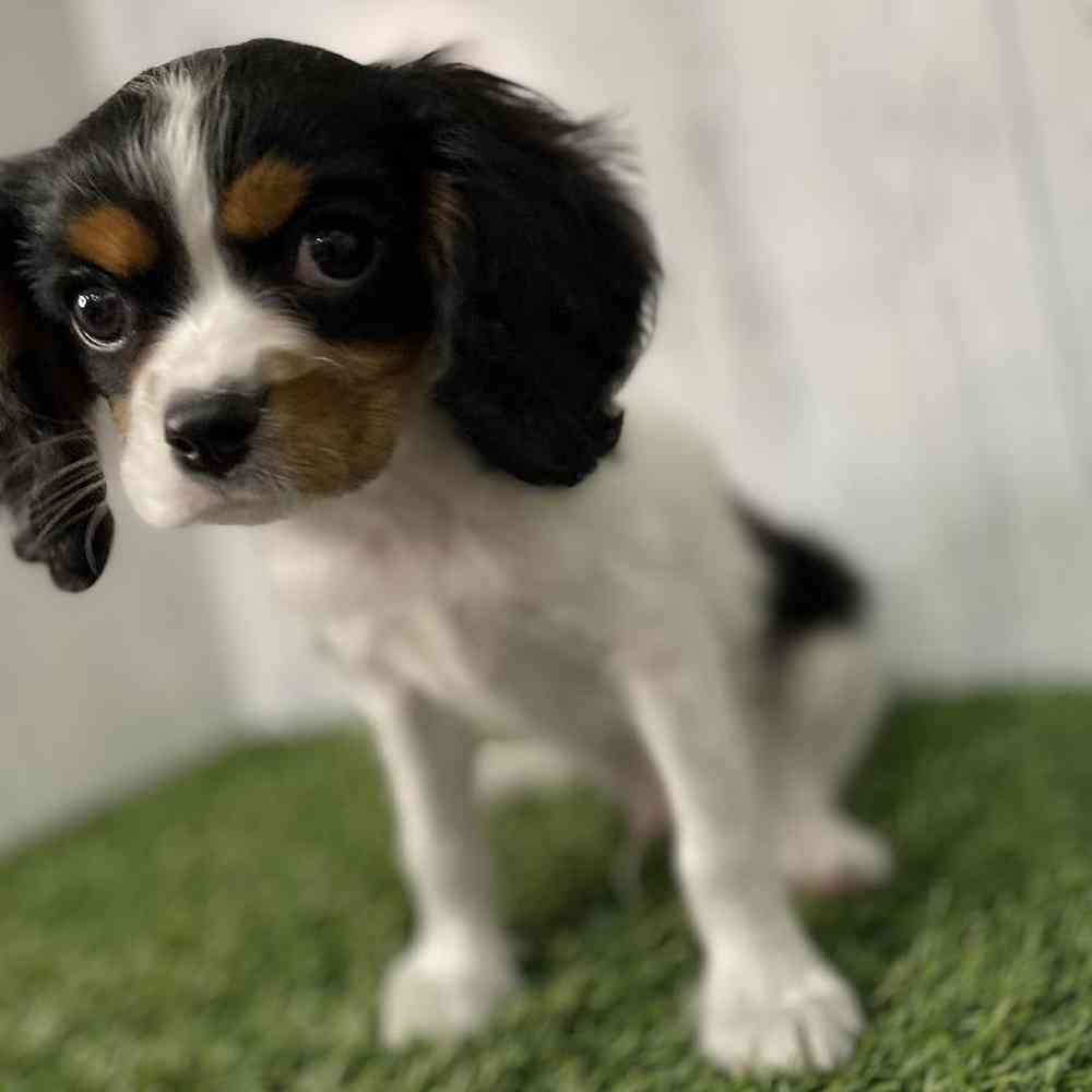 Male Cavalier King Charles Spaniel Puppy for sale