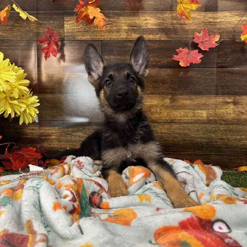 Female German Shepherd Dog Puppy for Sale in Saugus, MA