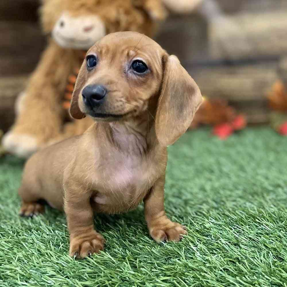 Female Dachshund Puppy for Sale in Braintree, MA