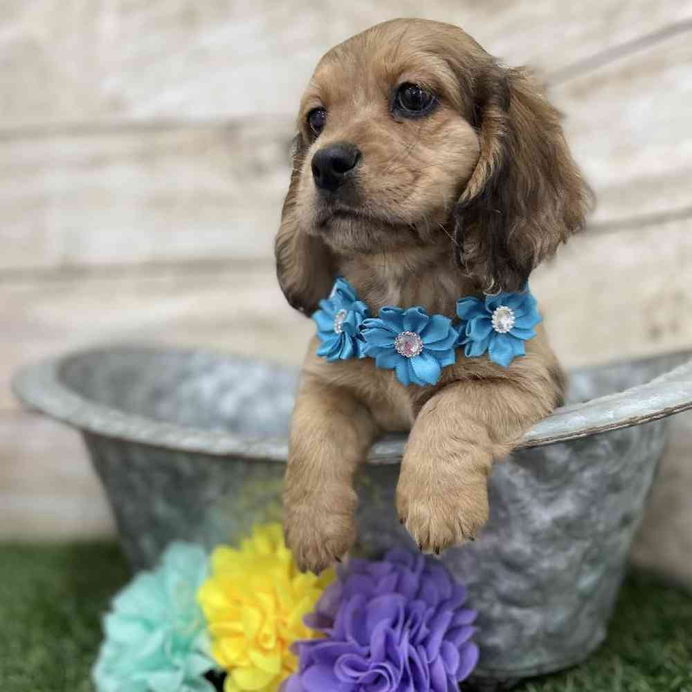 Female Docker Puppy for Sale in Braintree, MA