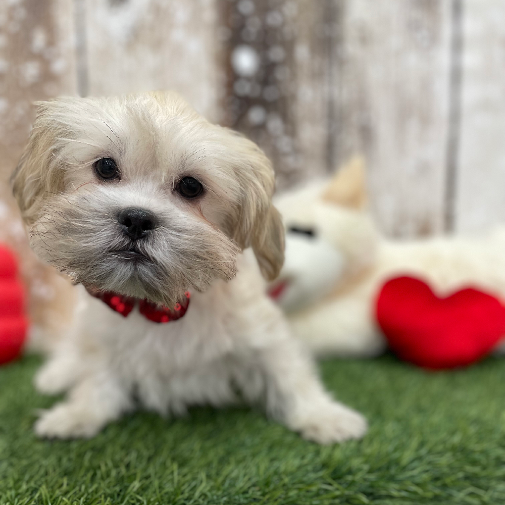 Male Malshi Puppy for Sale in Braintree, MA