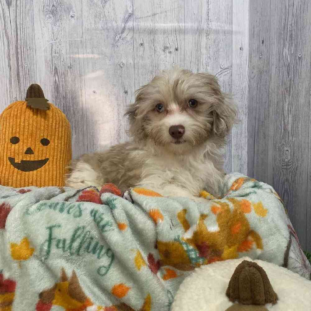 Male Havapoo Puppy for Sale in Saugus, MA