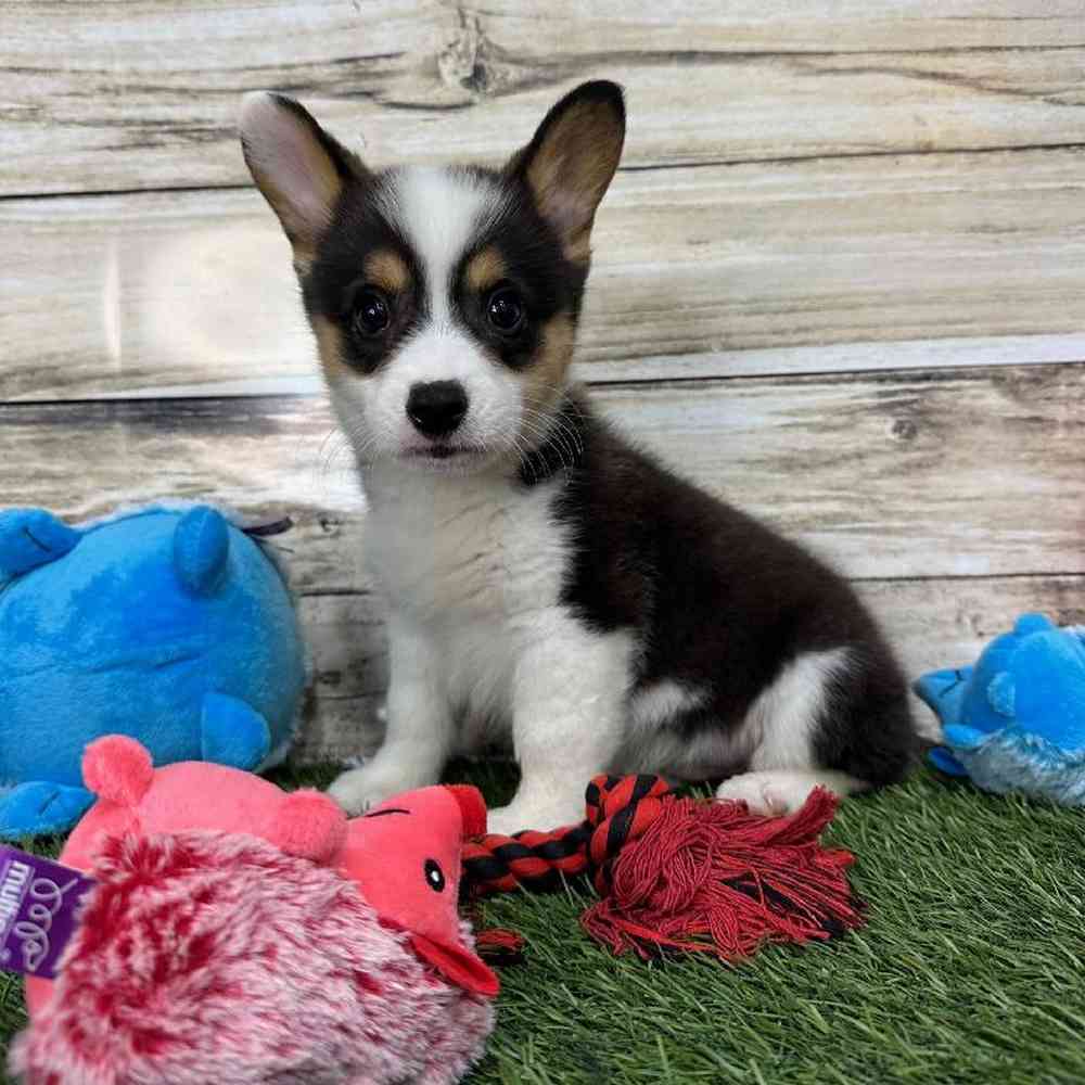 Male Pembroke Welsh Corgi Puppy for Sale in Saugus, MA
