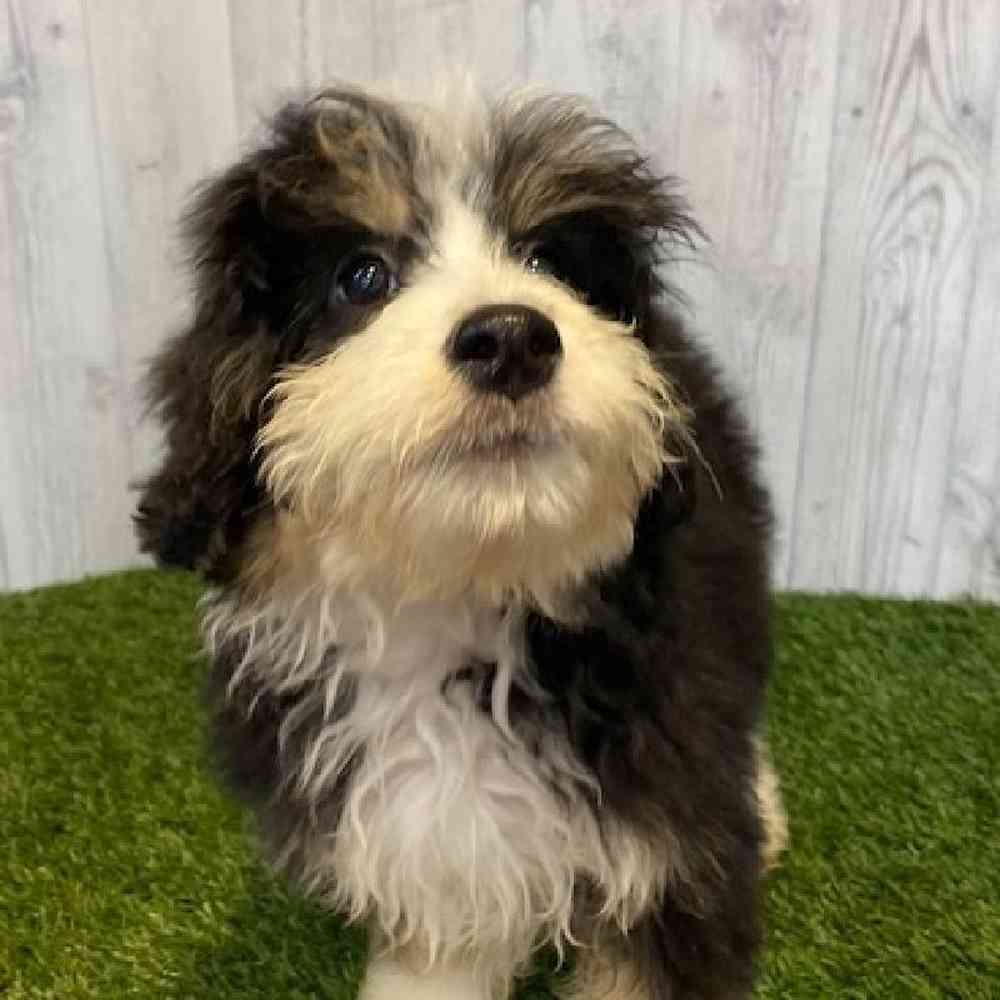 Female Mini Bernedoodle Puppy for sale