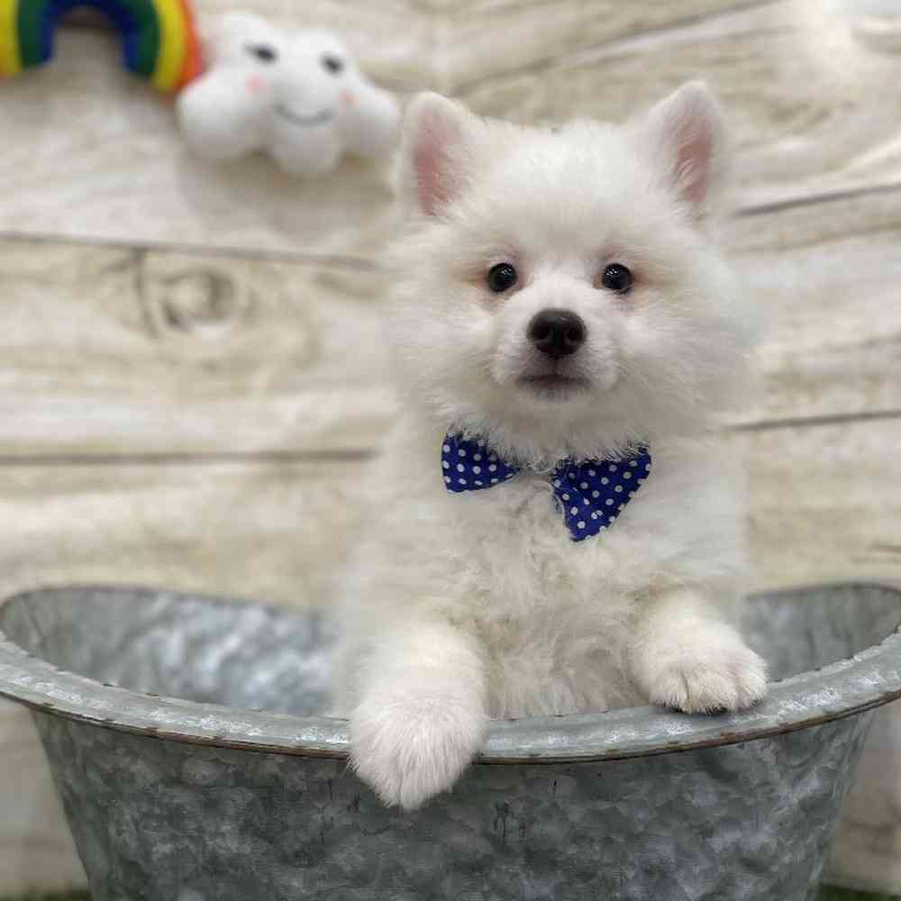 Male American Eskimo Puppy for Sale in Braintree, MA