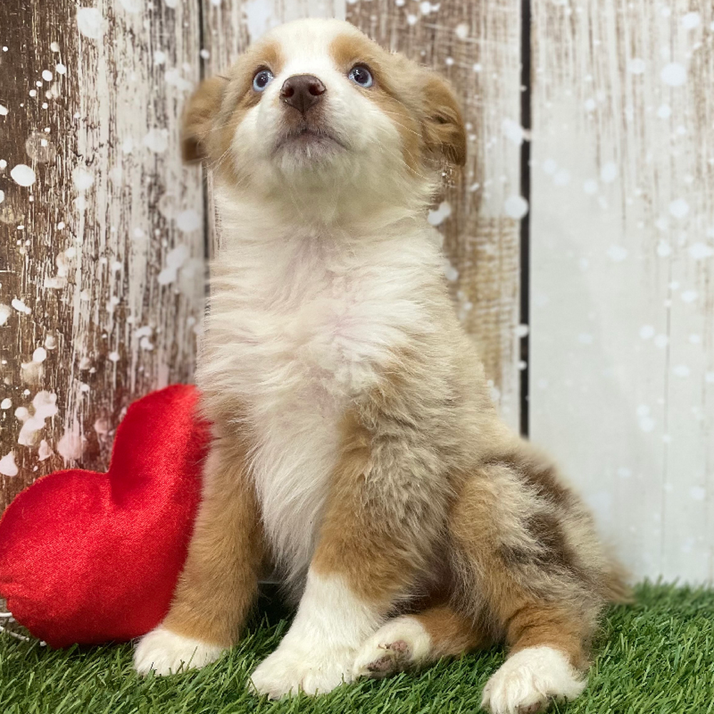 Female Miniature Australian Shepherd Puppy for Sale in Braintree, MA