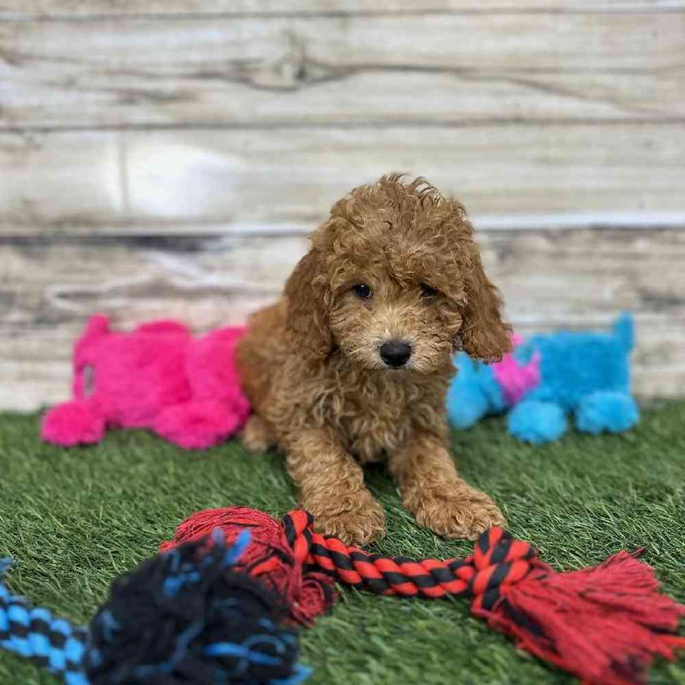 Female Mini Labradoodle 2nd Gen Puppy for Sale in Saugus, MA