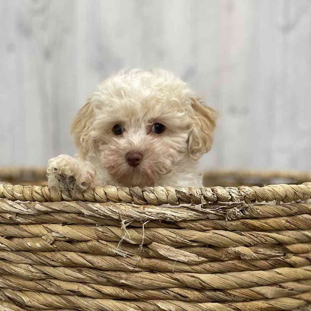Female Bichapoo-Poodle Puppy for Sale in Braintree, MA