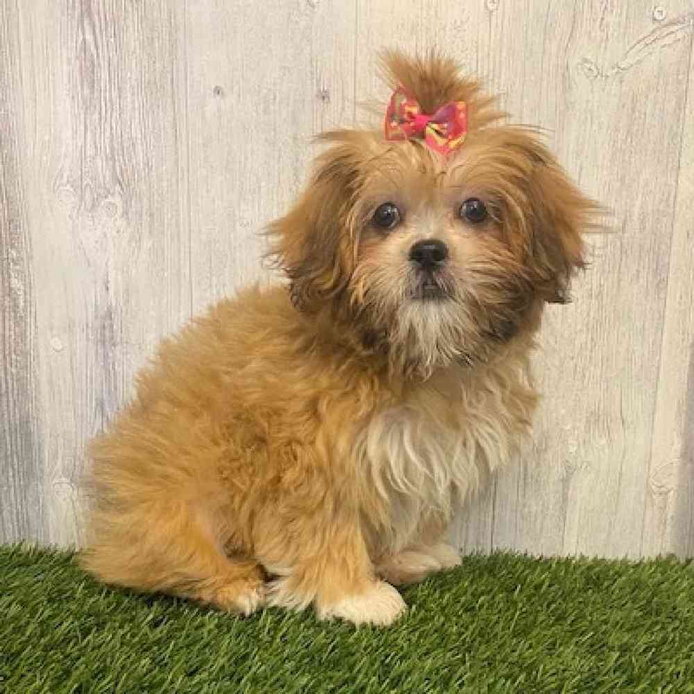 Female Lhasa Apso Puppy for sale