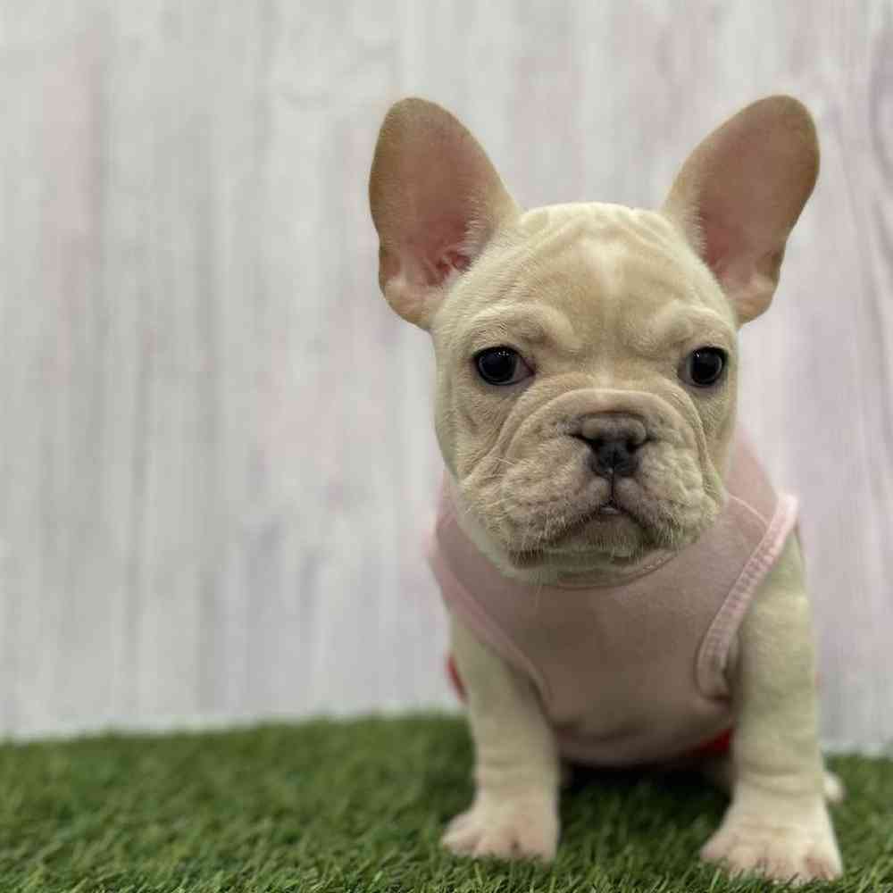 Female French Bulldog Puppy for Sale in Braintree, MA