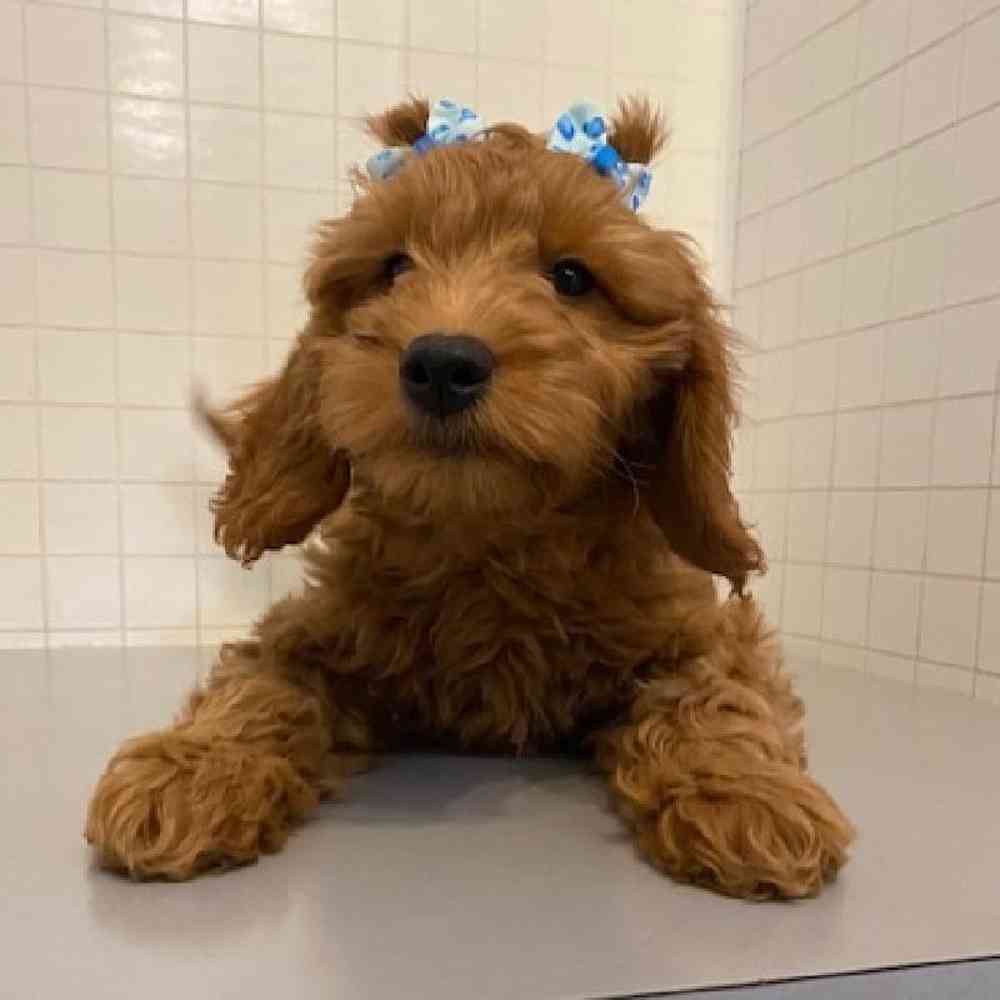 Female Mini Goldendoodle Puppy for sale