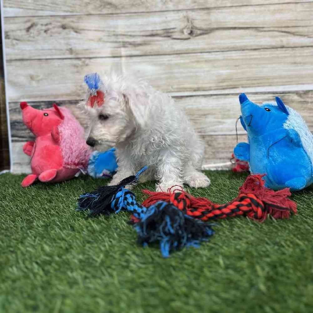 Female Schnoodle Puppy for Sale in Saugus, MA