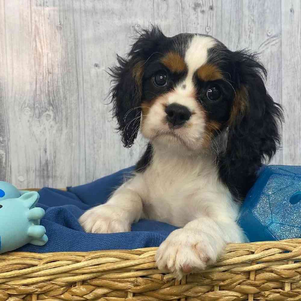 Male Cavalier King Charles Spaniel Puppy for Sale in Saugus, MA