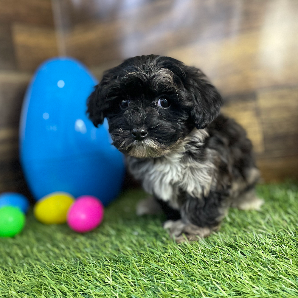 Male Havapoo Puppy for Sale in Braintree, MA