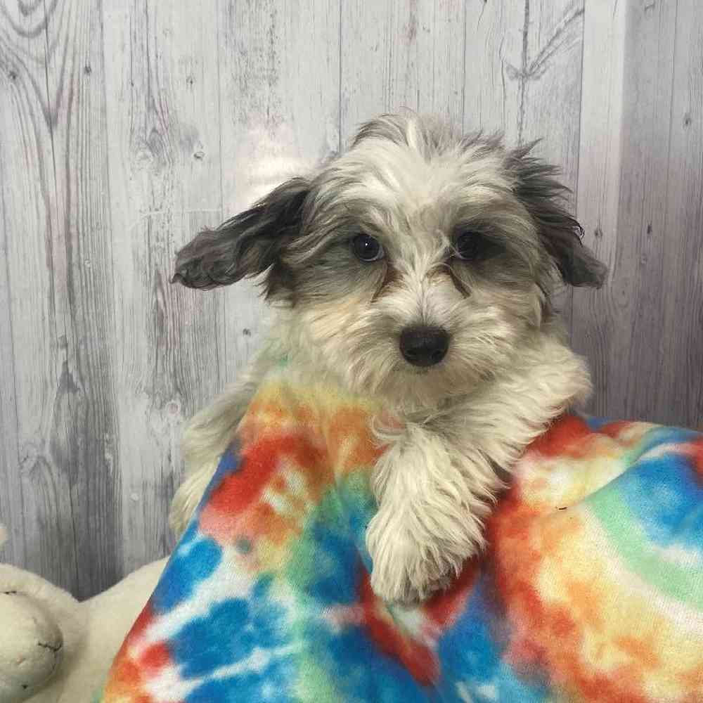 Female Mini Goldendoodle 2nd Gen Puppy for Sale in Saugus, MA