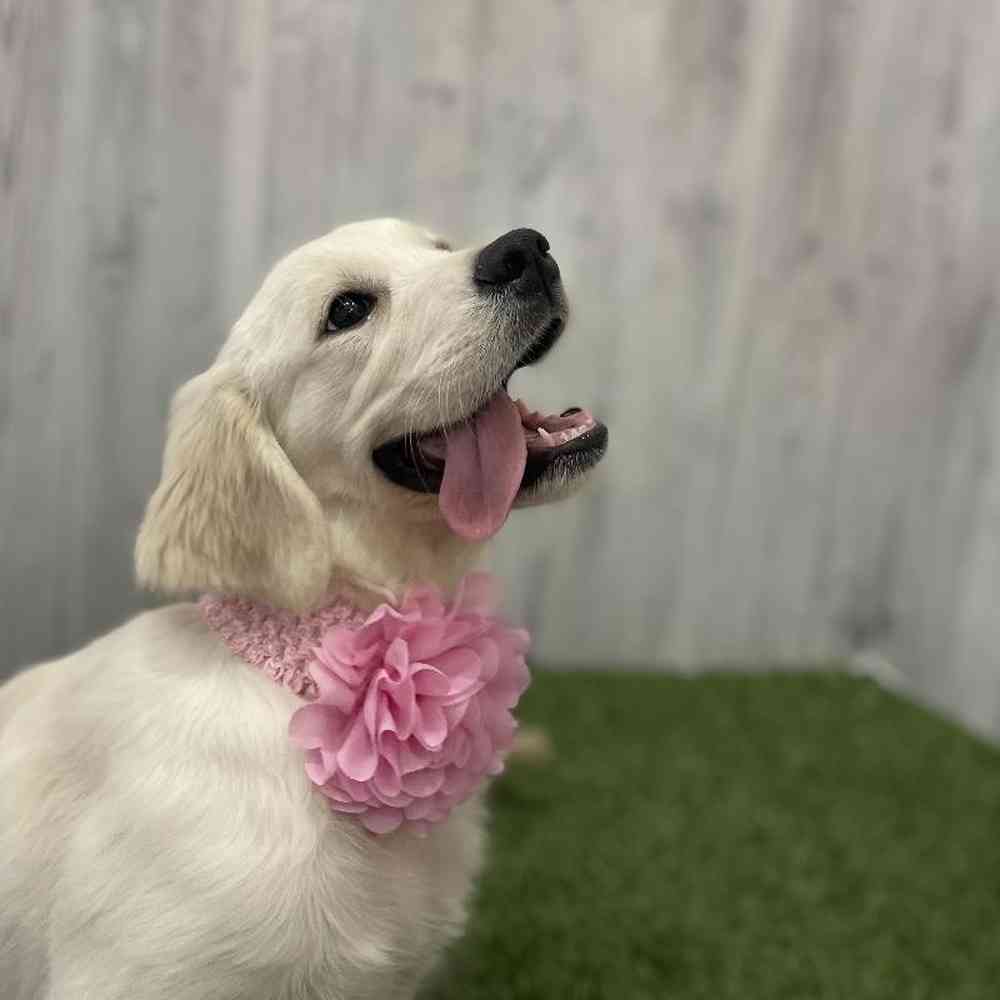 Female Golden Retriever Puppy for Sale in Braintree, MA