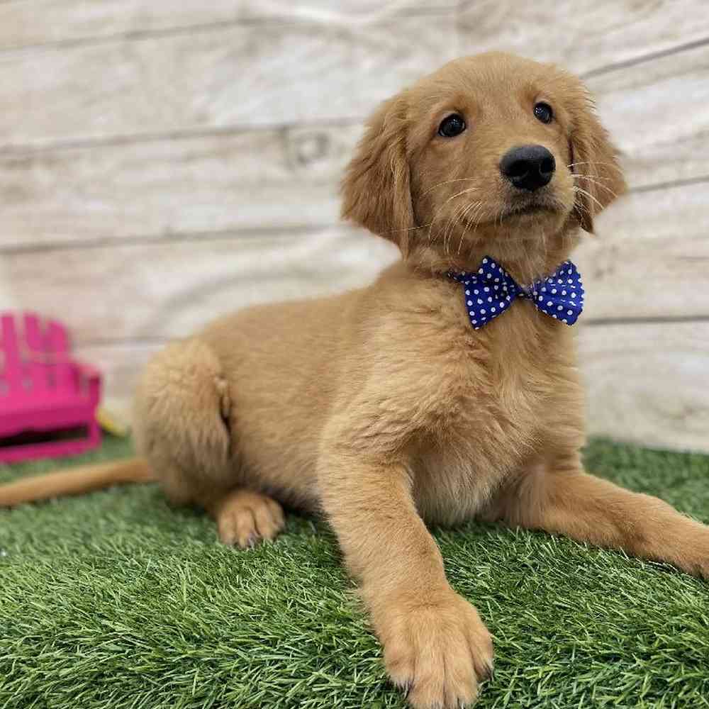 Male Golden Retriever Puppy for Sale in Braintree, MA