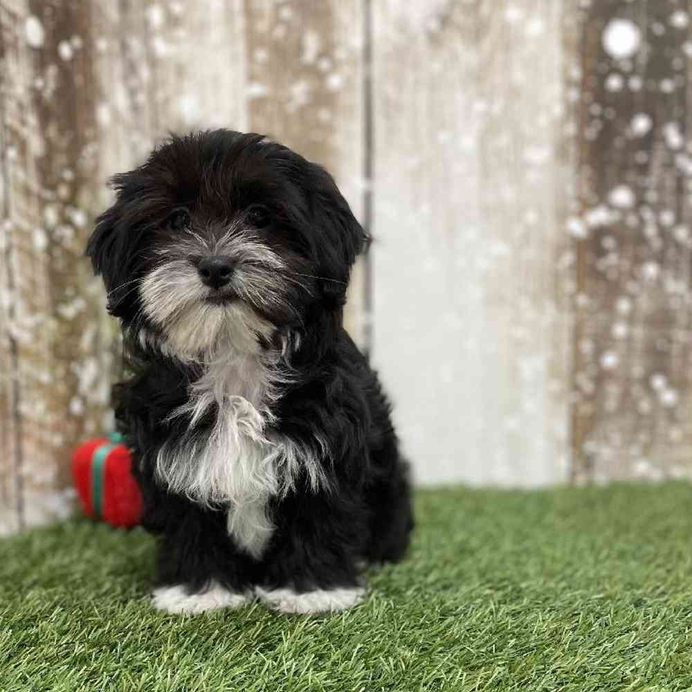 Female Havanese Puppy for Sale in Braintree, MA