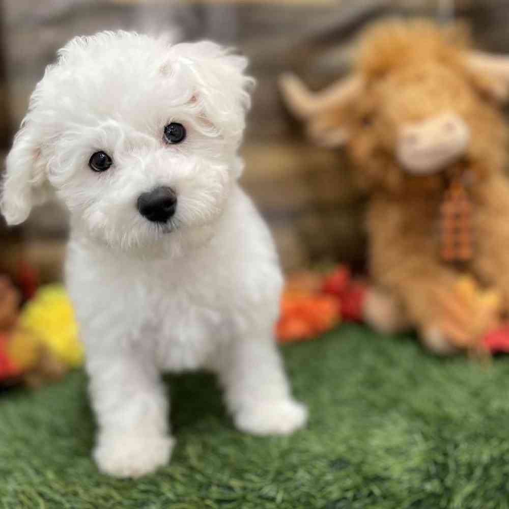 Female Bichon Frise Puppy for Sale in Braintree, MA