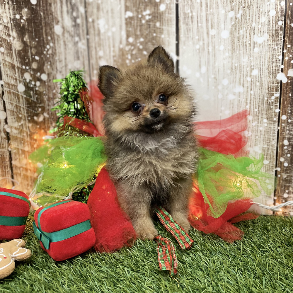 Female Pomeranian Puppy for Sale in Braintree, MA