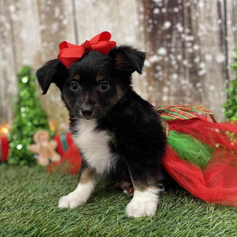 Female Miniature Australian Shepherd Puppy for Sale in Braintree, MA